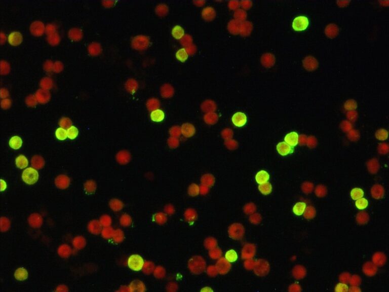 Murine Norovirus (MNV) 10-well IFA Slide | XpressBio